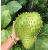 Picture of Soursop