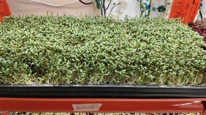 Picture of DATTA VRIKSHA( ORGANIC SNACKS )