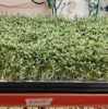 Picture of DATTA VRIKSHA ( ORGANIC SNACKS )