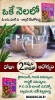 Picture of MILLET MALT
