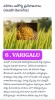 Picture of MILLET MALT