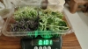 Picture of DATTA VRIKSHA  (Growing Health ...Nurturing tomorrow)