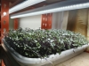 Picture of DATTA VRIKSHA  (Growing Health ...Nurturing tomorrow)