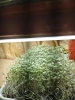 Picture of DATTA VRIKSHA  (Growing Health ...Nurturing tomorrow)