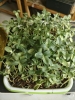 Picture of DATTA VRIKSHA  (Growing Health ...Nurturing tomorrow)
