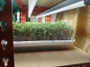 Picture of DATTA VRIKSHA  (Growing Health ...Nurturing tomorrow)