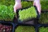 Picture of DATTA VRIKSHA  (Growing Health ...Nurturing tomorrow)