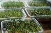 Picture of DATTA VRIKSHA  (Growing Health ...Nurturing tomorrow)