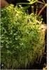 Picture of DATTA VRIKSHA  (Growing Health ...Nurturing tomorrow)