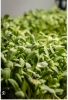 Picture of DATTA VRIKSHA  (Growing Health ...Nurturing tomorrow)