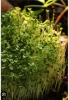 Picture of DATTA VRIKSHA  (Growing Health ...Nurturing tomorrow)