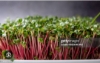Picture of DATTA VRIKSHA  (Growing Health ...Nurturing tomorrow)
