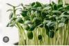 Picture of DATTA VRIKSHA  (Growing Health ...Nurturing tomorrow)