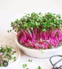 Picture of DATTA VRIKSHA  (Growing Health ...Nurturing tomorrow)