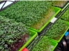 Picture of DATTA VRIKSHA  (Growing Health ...Nurturing tomorrow)
